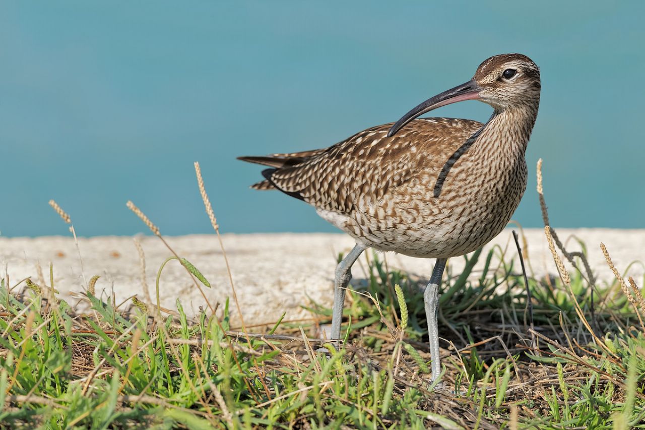 Chiurlo piccolo (Numenius phaeopus)